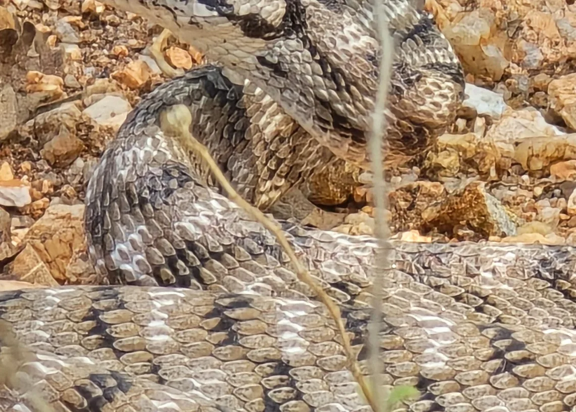 Jharkhand: Cat snake rescued from government school in Latehar after panic