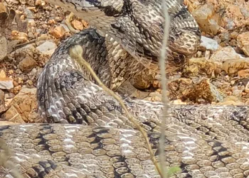 Jharkhand: Cat snake rescued from government school in Latehar after panic