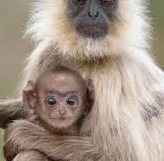 Langurs appear on CJM road in Daltonganj, locals cautioned