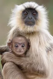 Langurs appear on CJM road in Daltonganj, locals cautioned