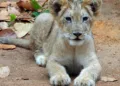 Asiatic lion cub born at Ranchi zoo, visitors can watch live