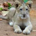 Asiatic lion cub born at Ranchi zoo, visitors can watch live