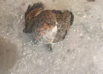 Jharkhand News: Injured owl rescued by Manika police in Latehar