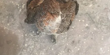 Jharkhand News: Injured owl rescued by Manika police in Latehar