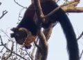 Giant Indian squirrel sighted in Palamu Tiger Reserve
