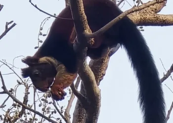 Giant Indian squirrel sighted in Palamu Tiger Reserve