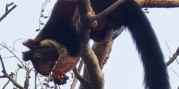 Giant Indian squirrel sighted in Palamu Tiger Reserve