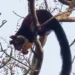 Giant Indian squirrel sighted in Palamu Tiger Reserve