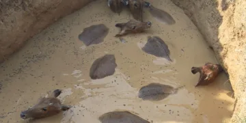 Jharkhand: Six Nilgais rescued from well in Palamu by Medininagar forest team