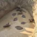 Jharkhand: Six Nilgais rescued from well in Palamu by Medininagar forest team