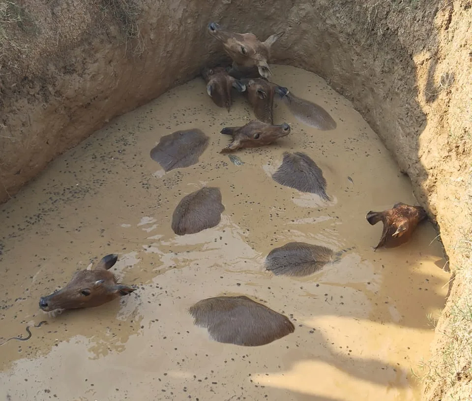 Jharkhand: Six Nilgais rescued from well in Palamu by Medininagar forest team