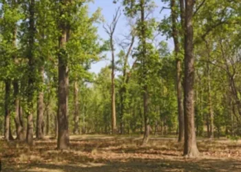 IED last injures CRPF jawan as Maoist threat persists in Jharkhand’s Saranda