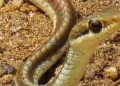 Jharkhand News: Bronze-backed tree snake rescued in Palamu Tiger Reserve