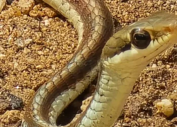 Jharkhand News: Bronze-backed tree snake rescued in Palamu Tiger Reserve