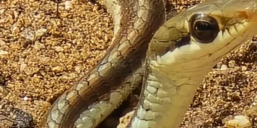 Jharkhand News: Bronze-backed tree snake rescued in Palamu Tiger Reserve