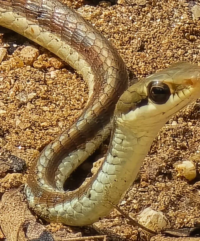 Jharkhand News: Bronze-backed tree snake rescued in Palamu Tiger Reserve