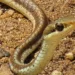 Jharkhand News: Bronze-backed tree snake rescued in Palamu Tiger Reserve