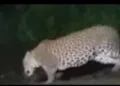 Leopard sighted at Tatanagar railway yard, forest department launches surveillance