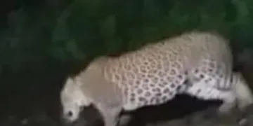 Leopard sighted at Tatanagar railway yard, forest department launches surveillance
