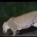 Leopard sighted at Tatanagar railway yard, forest department launches surveillance