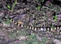 Venomous banded krait rescued near bus stand, released in PTR forest