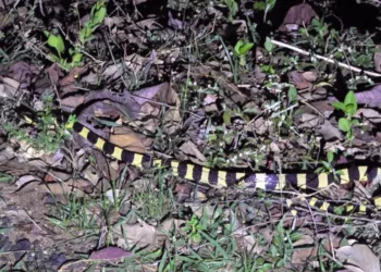 Venomous banded krait rescued near bus stand, released in PTR forest