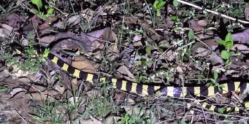 Venomous banded krait rescued near bus stand, released in PTR forest
