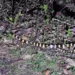 Venomous banded krait rescued near bus stand, released in PTR forest