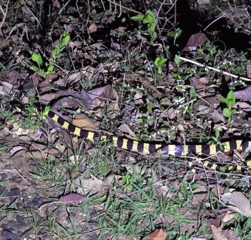 Venomous banded krait rescued near bus stand, released in PTR forest