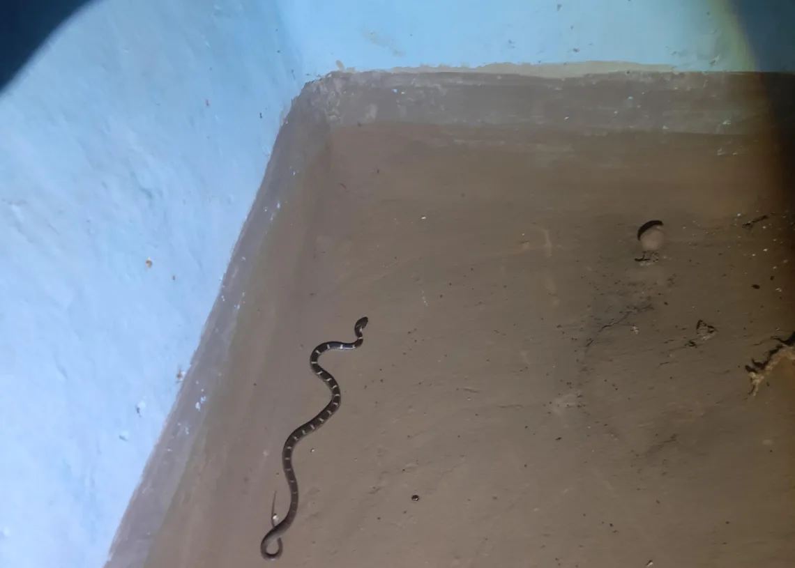 Highly venomous Krait rescued from house, released in PTR forest