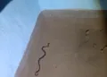 Highly venomous Krait rescued from house, released in PTR forest