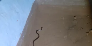 Highly venomous Krait rescued from house, released in PTR forest
