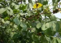 Jharkhand News: Kendu leaf clash erupts in Palamu Forests