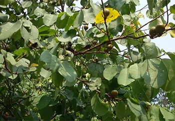 Jharkhand News: Kendu leaf clash erupts in Palamu Forests