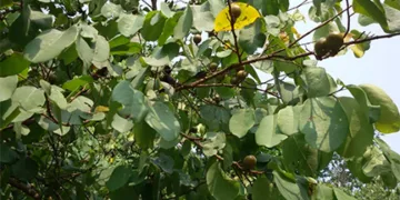 Jharkhand News: Kendu leaf clash erupts in Palamu Forests