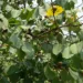 Jharkhand News: Kendu leaf clash erupts in Palamu Forests