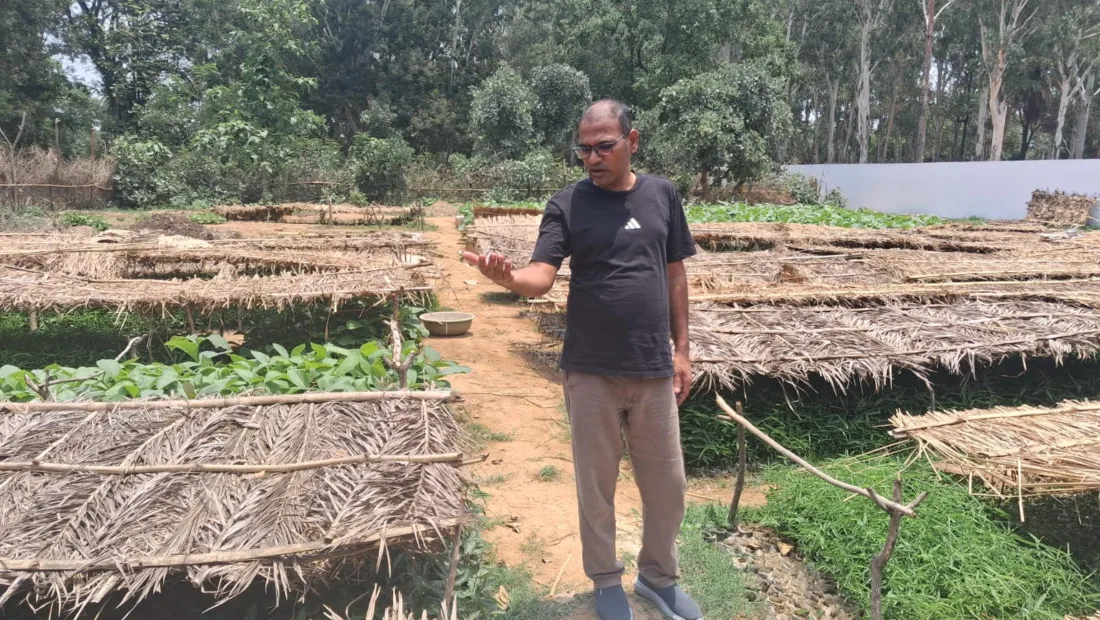 Jharkhand: A nursery where ‘jungle jalebis’ are grown, hundreds of saplings ready for plantation