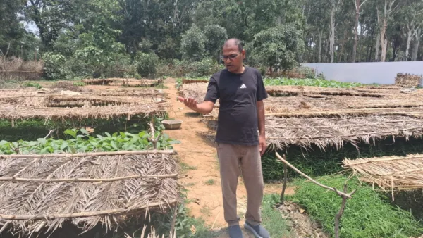 Jharkhand: A nursery where ‘jungle jalebis’ are grown, hundreds of saplings ready for plantation