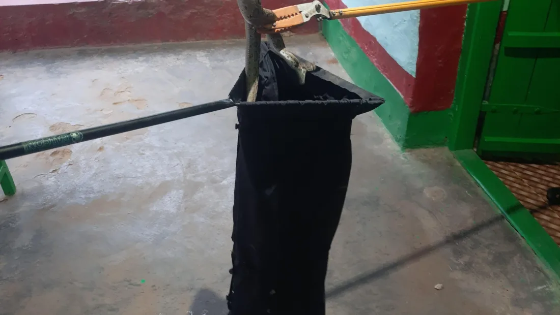 Palamu Tiger Reserve team rescues highly venomous Russell’s viper from house in Bareysarn