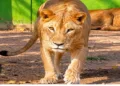 Tata Zoo’s iconic lioness Zoya dies at 16 after prolonged illness