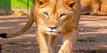 Tata Zoo’s iconic lioness Zoya dies at 16 after prolonged illness