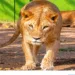 Tata Zoo’s iconic lioness Zoya dies at 16 after prolonged illness