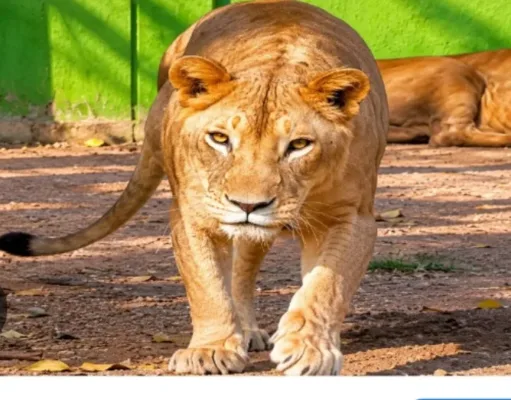 Tata Zoo’s iconic lioness Zoya dies at 16 after prolonged illness
