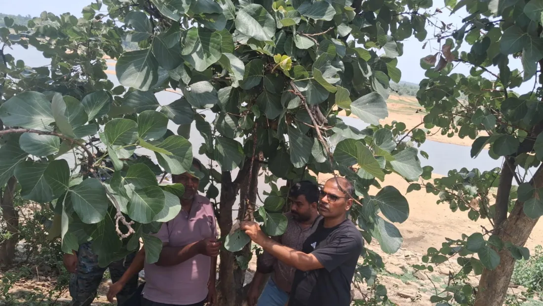 Jharkhand Van Samiti promotes lac cultivation beyond traditional areas in Palamu