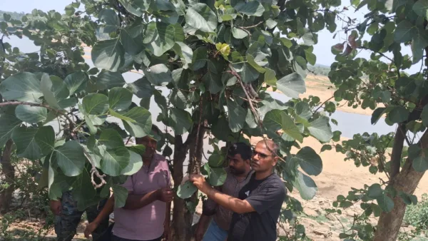 Jharkhand Van Samiti promotes lac cultivation beyond traditional areas in Palamu