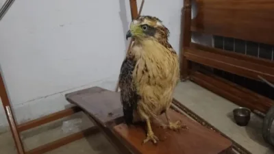 Palamu Tiger Reserve team rescues brahminy kite from Mahuadanr range