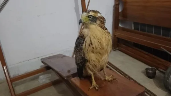 Palamu Tiger Reserve team rescues brahminy kite from Mahuadanr range