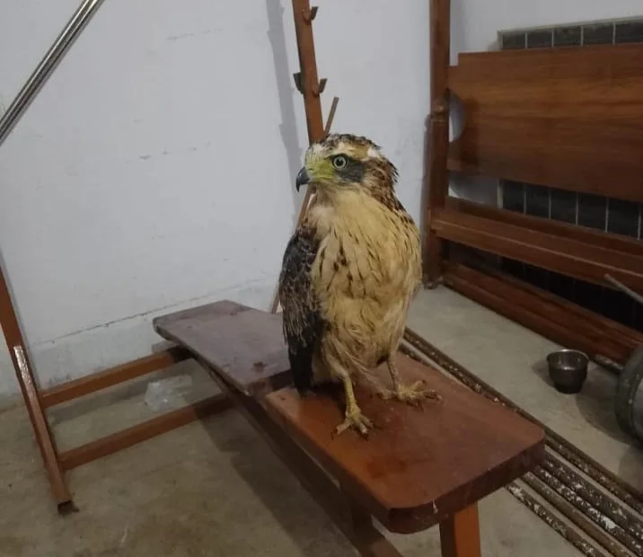 Palamu Tiger Reserve team rescues brahminy kite from Mahuadanr range