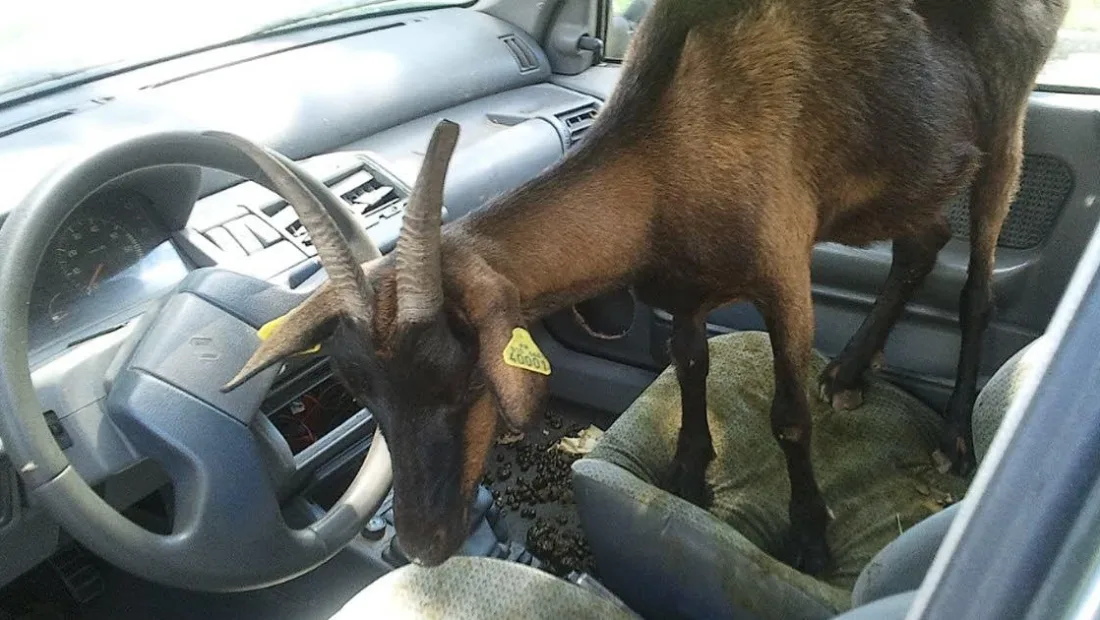 Jharkhand: Stolen car found with stolen goat in Daltonganj, man arrested