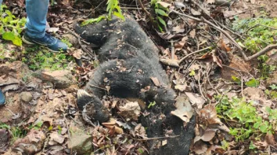 Male bear found dead in Kutku range of Palamu Tiger Reserve
